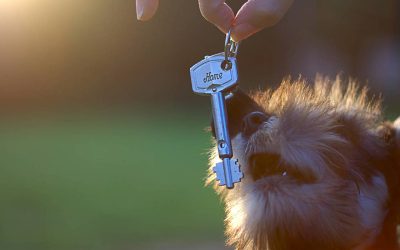 Animales domésticos en una comunidad de propietarios: Derechos y obligaciones