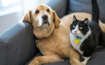 El Problema de Sofía: Conflictos por Mascotas en un PH y Cómo Resolverlos
